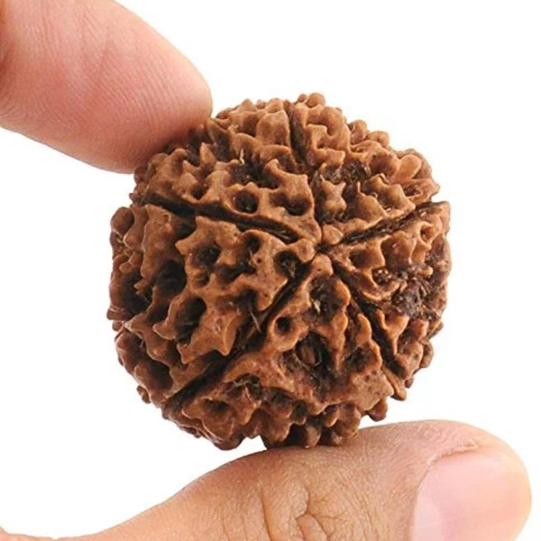 Rudraksha