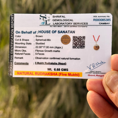 7-Mukhi Rudraksha Dual Power Combo | 7-Mukhi Nepali Rudraksha Pendant + 7-Mukhi Indonesian Rudraksha Bracelet