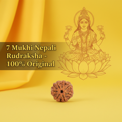 7 Mukhi Nepali Rudraksha – 100% Authentic | Lab Certified