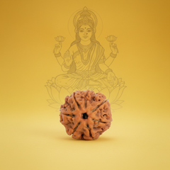 7 Mukhi Nepali Rudraksha – 100% Authentic | Lab Certified