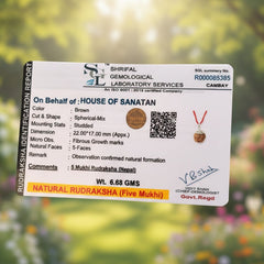 5 Mukhi Nepali Rudraksha - 100% Authentic | Lab Certified