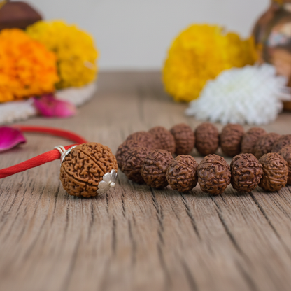 7-Mukhi Rudraksha Dual Power Combo | 7-Mukhi Nepali Rudraksha Pendant + 7-Mukhi Indonesian Rudraksha Bracelet